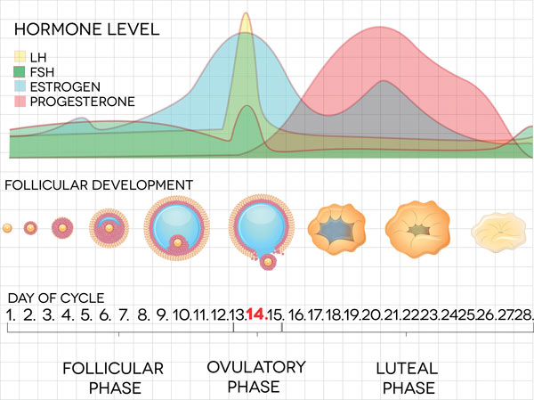 Getting to know your menstrual cycle - the menstrual cycle |Blackmores